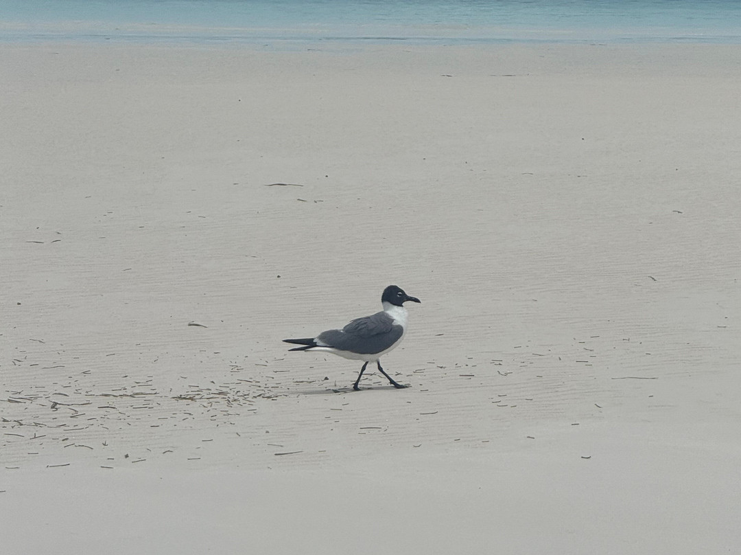 Spanish Wells SeaVentures Excursions | Harbour Island, Eleuthera, Bahamas Guide-Spanish Wells必去景点