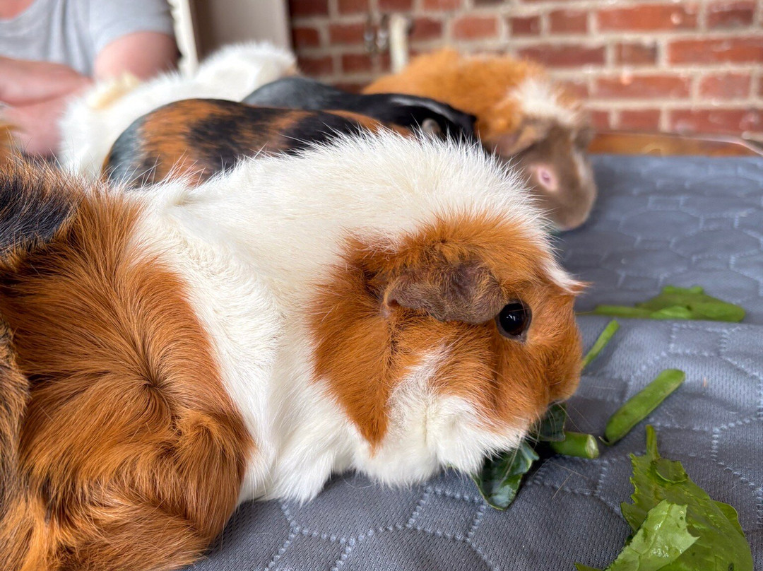 Cavies & Cake-Fakenham必去景点