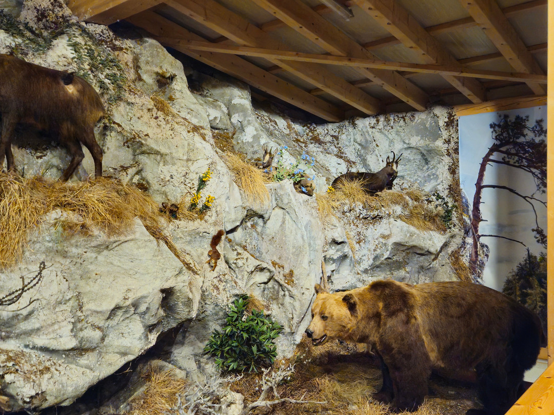 Naturmuseum Salzkammergut - Treffpunkt Natur-Ebensee am Traunsee必去景点