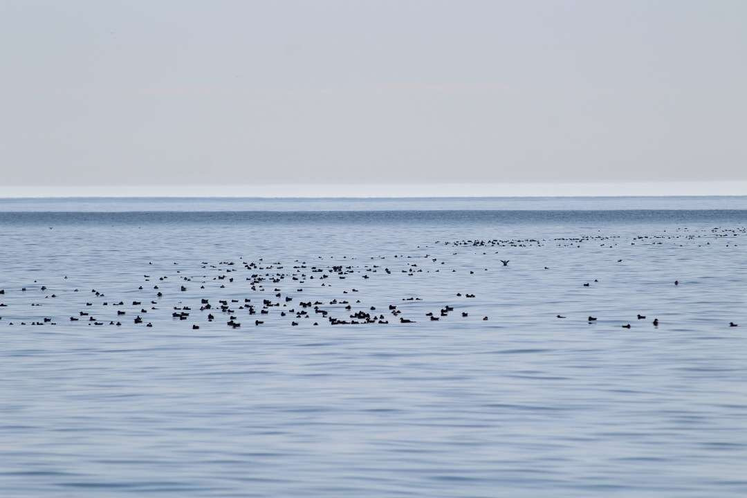 Puffin Safari-Bleik必去景点