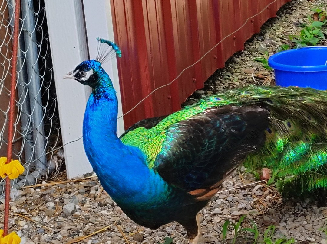 Jacob's Cave-Versailles必去景点