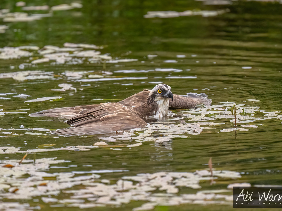 Trossachs Osprey Hide-卡兰德必去景点