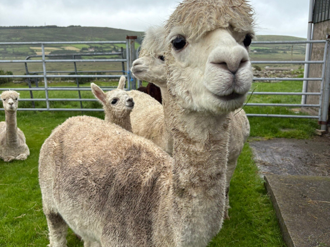 Hidden Hills Waterville-Waterville必去景点