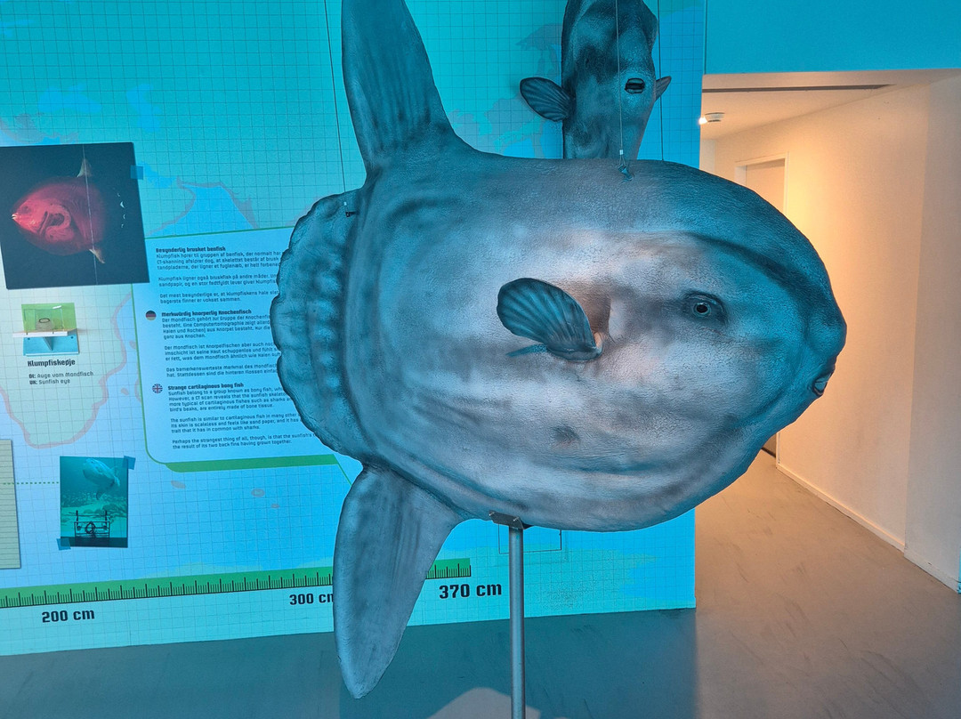 Nordsoen Oceanarium-赫茨哈斯必去景点