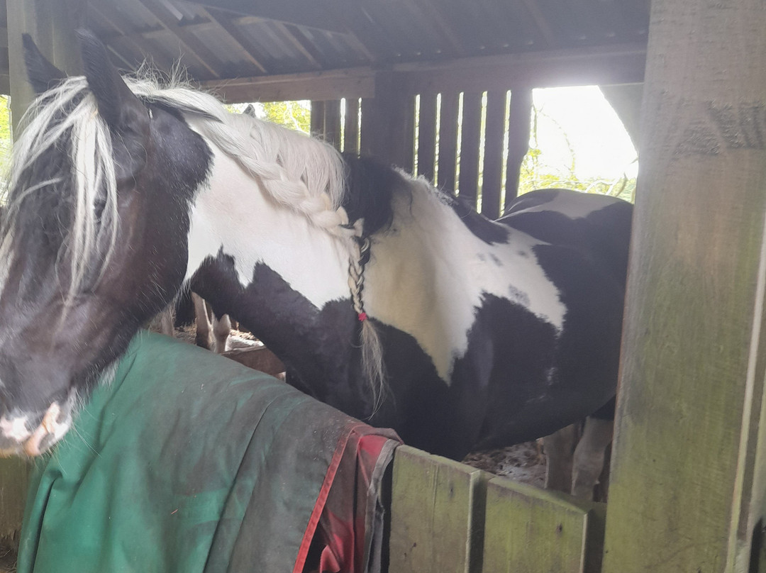 Saddle Tramps Trail Riding-Lampeter必去景点