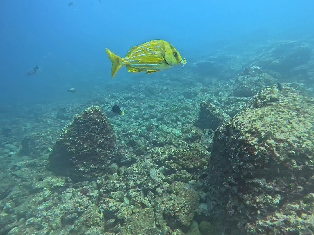 Uncharted Diving Expeditions-Playa Flamingo必去景点