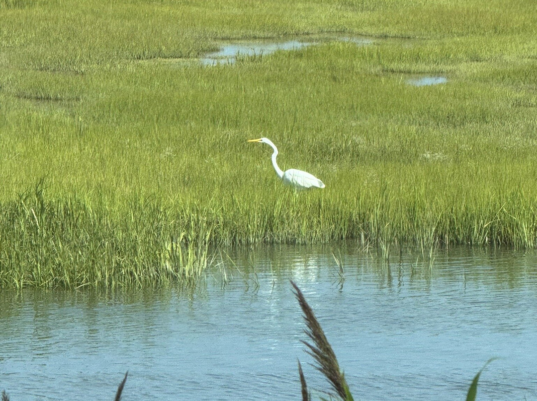 Edwin B. Forsythe National Wildlife Refuge-Oceanville必去景点
