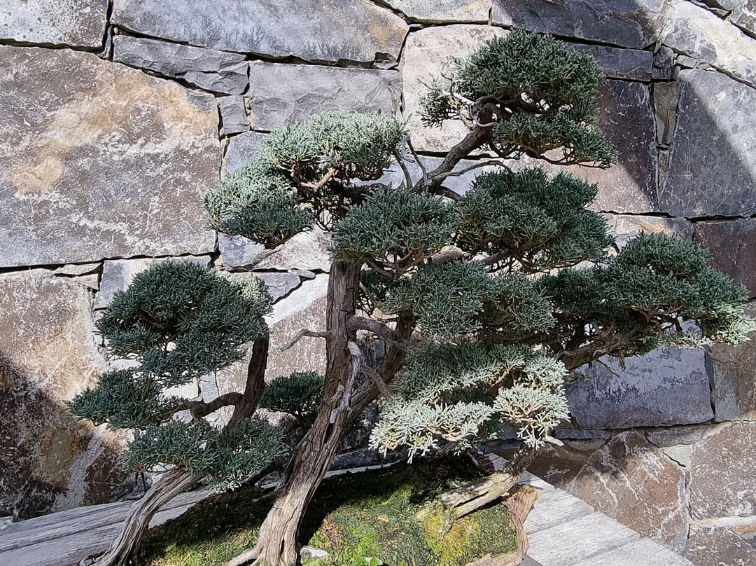National Bonsai & Penjing Collection-Molonglo Valley必去景点