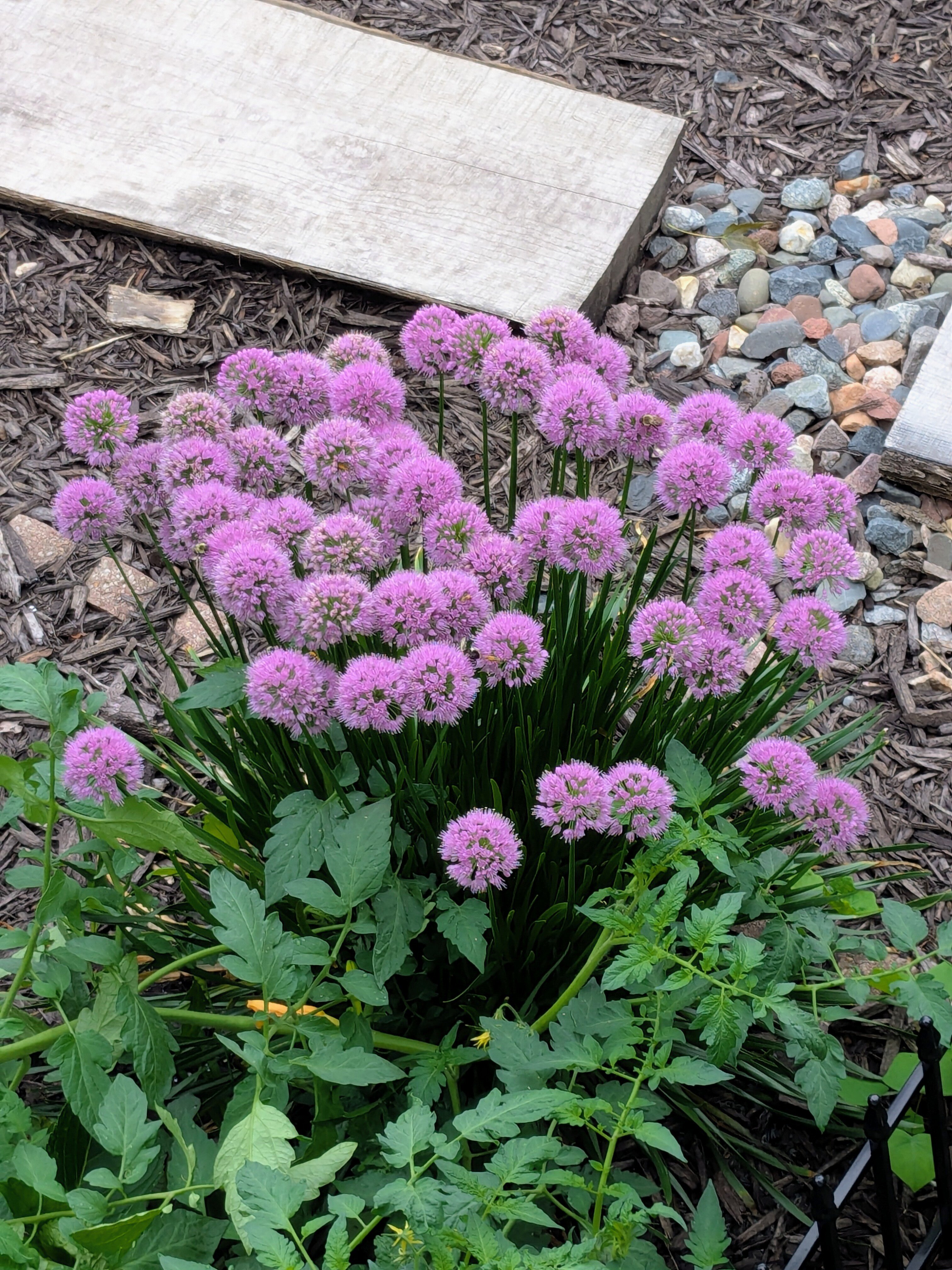 Carriage House Bed and Breakfast-官方