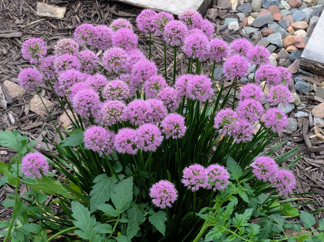 Carriage House Bed and Breakfast主图