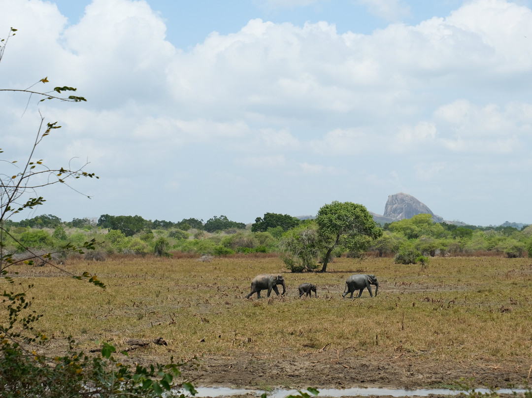 Yala Safari With Tharindu Gihan-蒂瑟默哈拉默必去景点