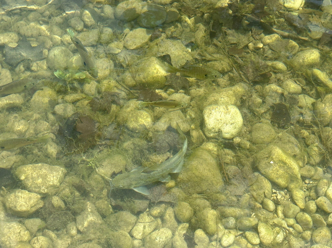 Frio River Private Access-Concan必去景点