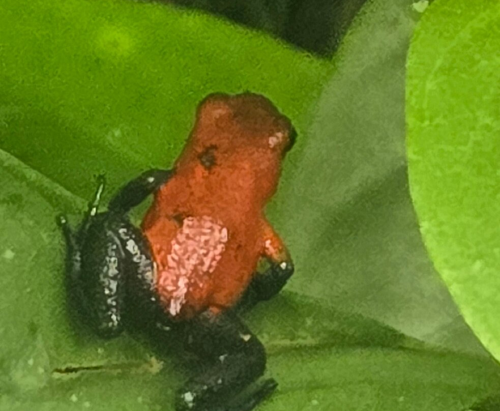 Spring Paradise Bijagua Tours-Bijagua de Upala必去景点