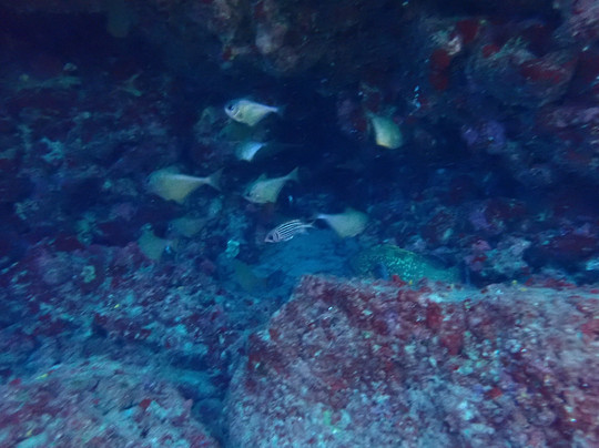 Trident Diving School-罗德斯必去景点