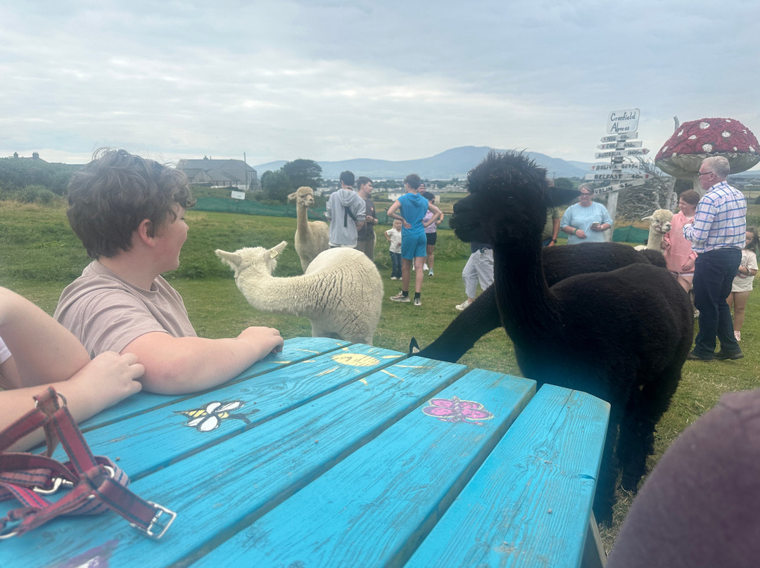 Cranfield Alpacas (alpaca Experiences In The Mournes).