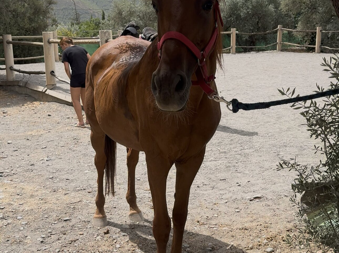 Pegasus Riding Centre-Orgiva必去景点