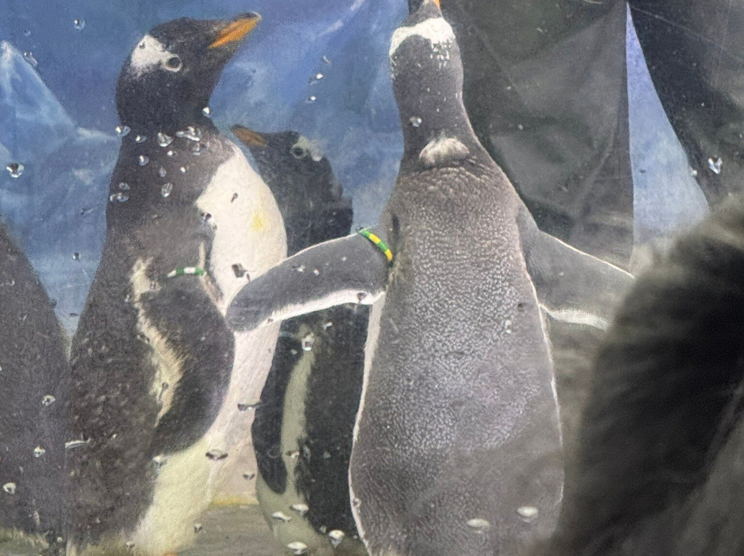 Dingle Oceanworld Aquarium-丁格尔必去景点