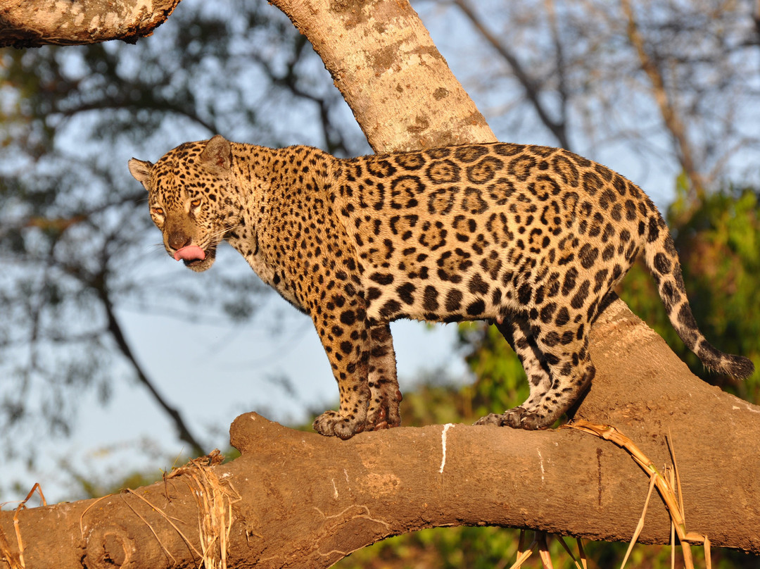 Pantanal Safaris-波科内必去景点