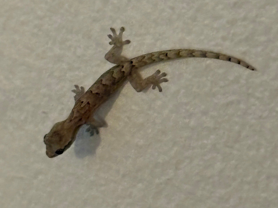 壁虎度假村主图