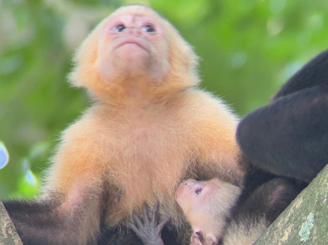 Pacific jungle adventures-克波斯必去景点