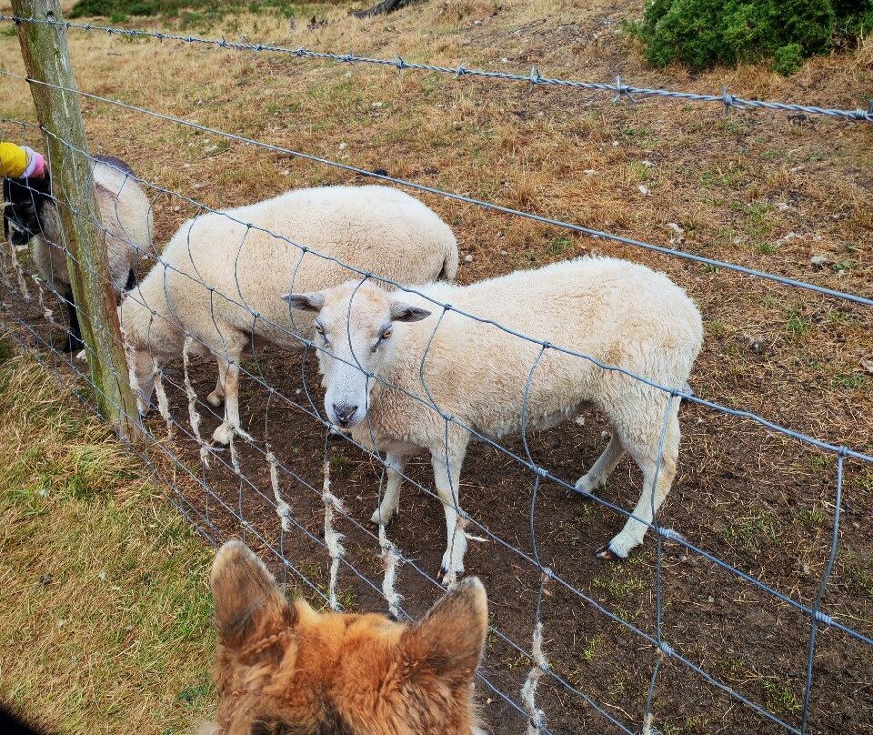 Cardigan Island Coastal Farm Park-Cardigan必去景点