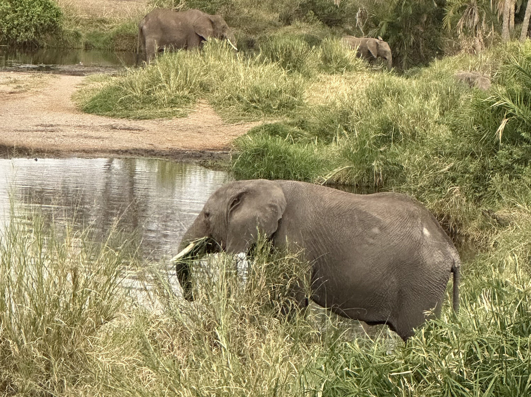 LULU AFRICAN SAFARIS LTD.-阿鲁沙必去景点