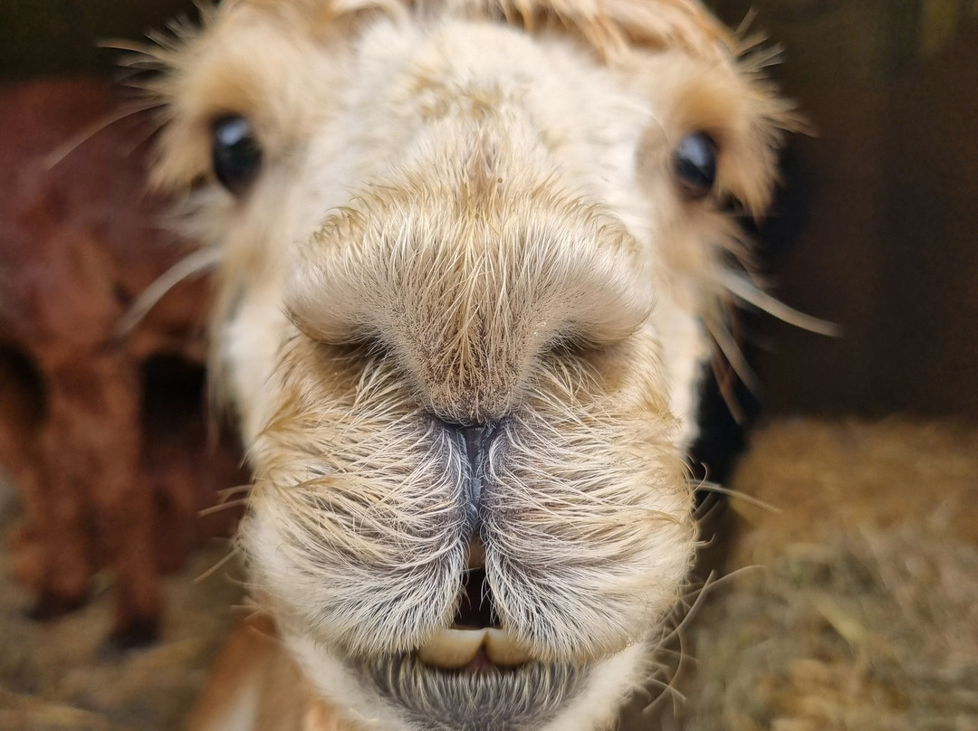 Lydford Gorge Alpacas-Lydford必去景点