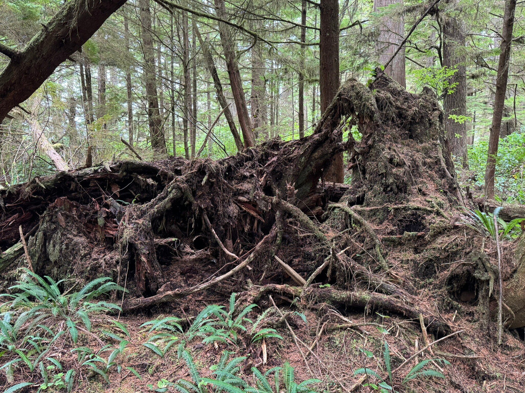 Kwisitis Visitor Centre-尤克卢利特必去景点