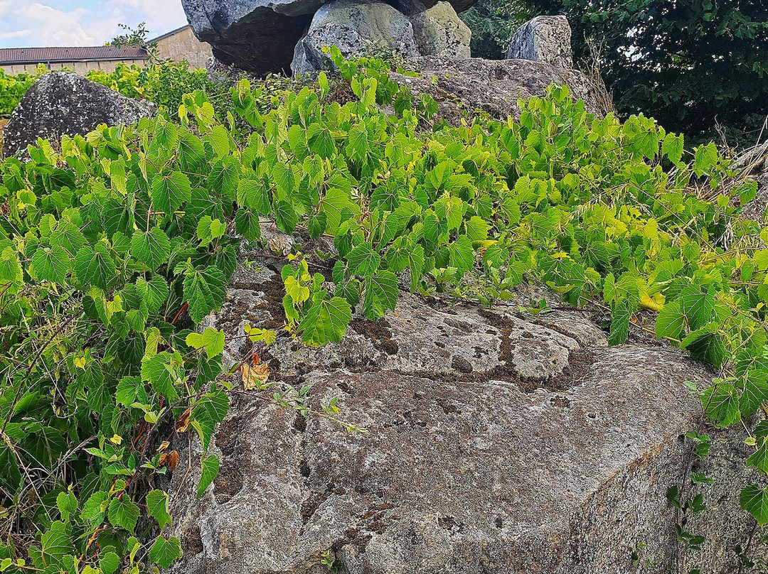 Dolmen de Pierre Folle-Montguyon必去景点