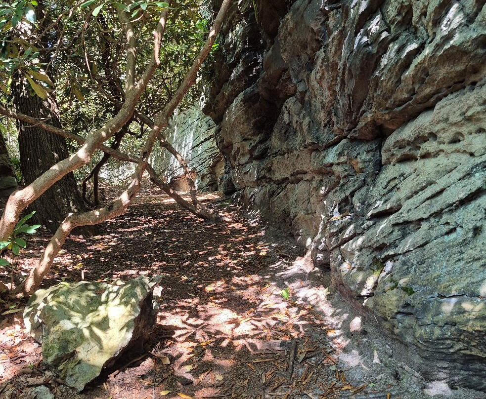 Coopers Rock State Forest-Bruceton Mills必去景点