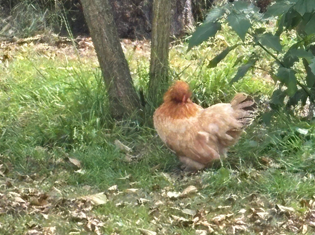 Openluchtmuseum Ootmarsum Het Land Van Heeren en Boeren-Ootmarsum必去景点