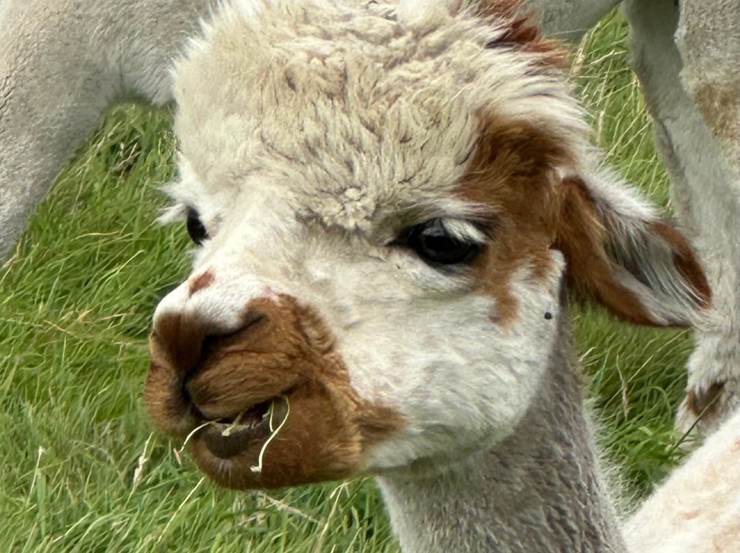 Alpaca Days Out-埃尔金必去景点