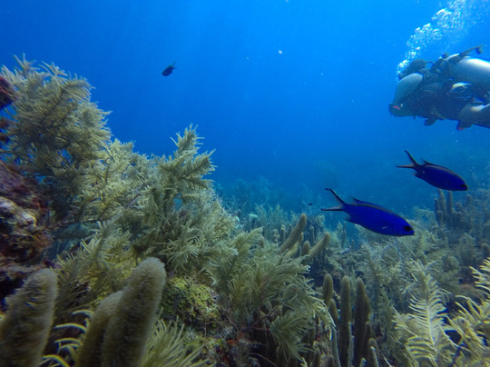 Blue Life Centro de Buceo-圣安德烈斯必去景点