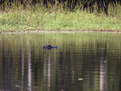 Black River Outdoors-美特尔海滩必去景点