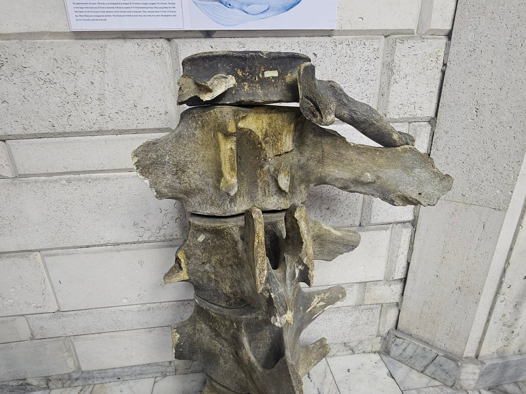 Central State Museum of Kazakhstan-阿拉木图必去景点