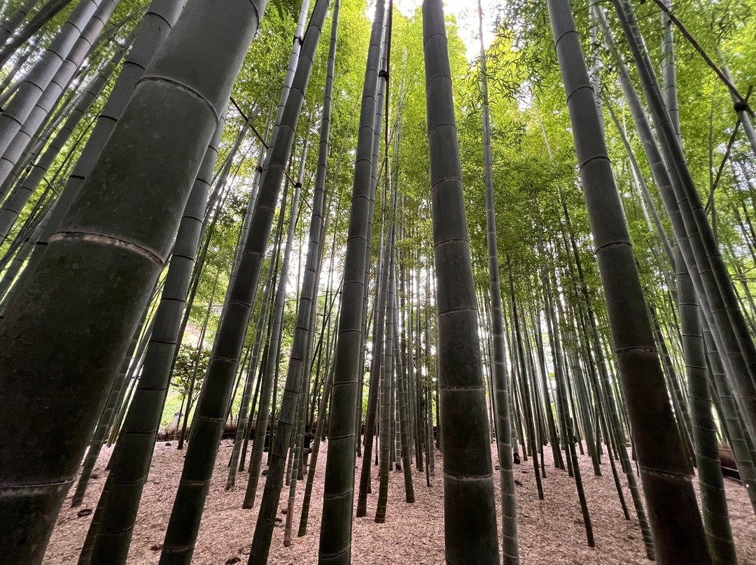 Hokoku-ji Temple Bamboo Grove-镰仓市必去景点