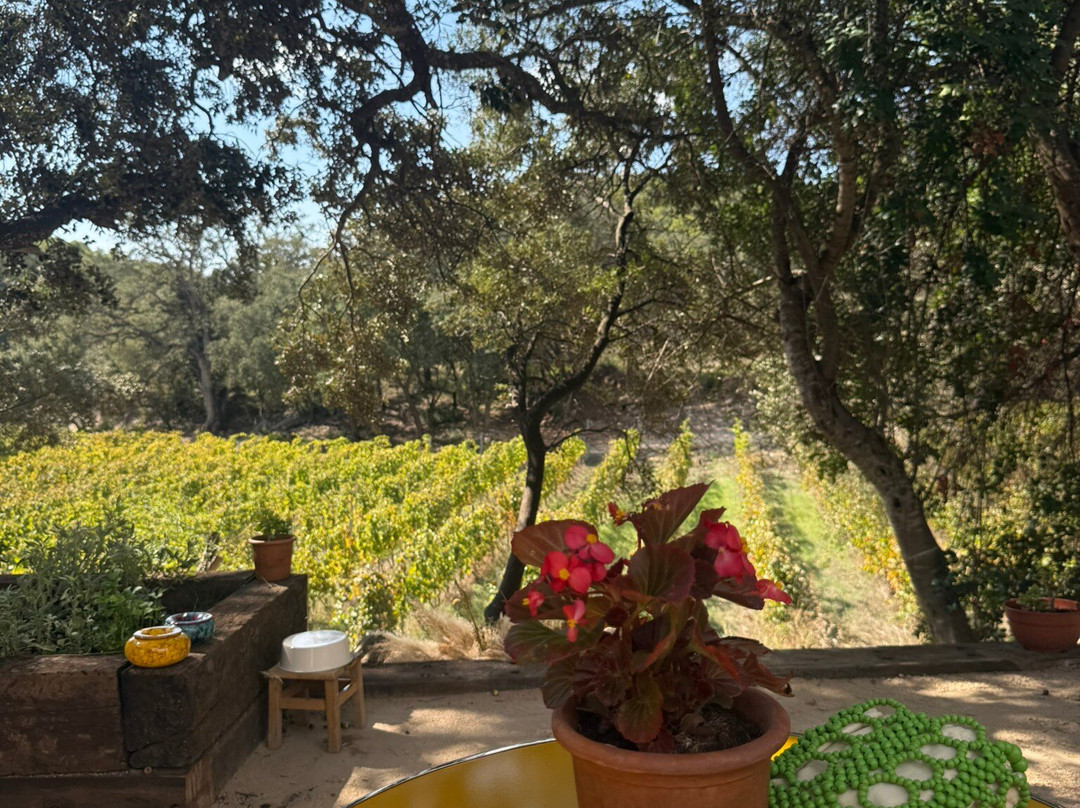 Bodega Terra Ión-Andratx必去景点