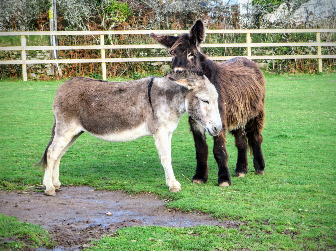 The Flicka Foundation - Donkey Sanctuary-Penryn必去景点