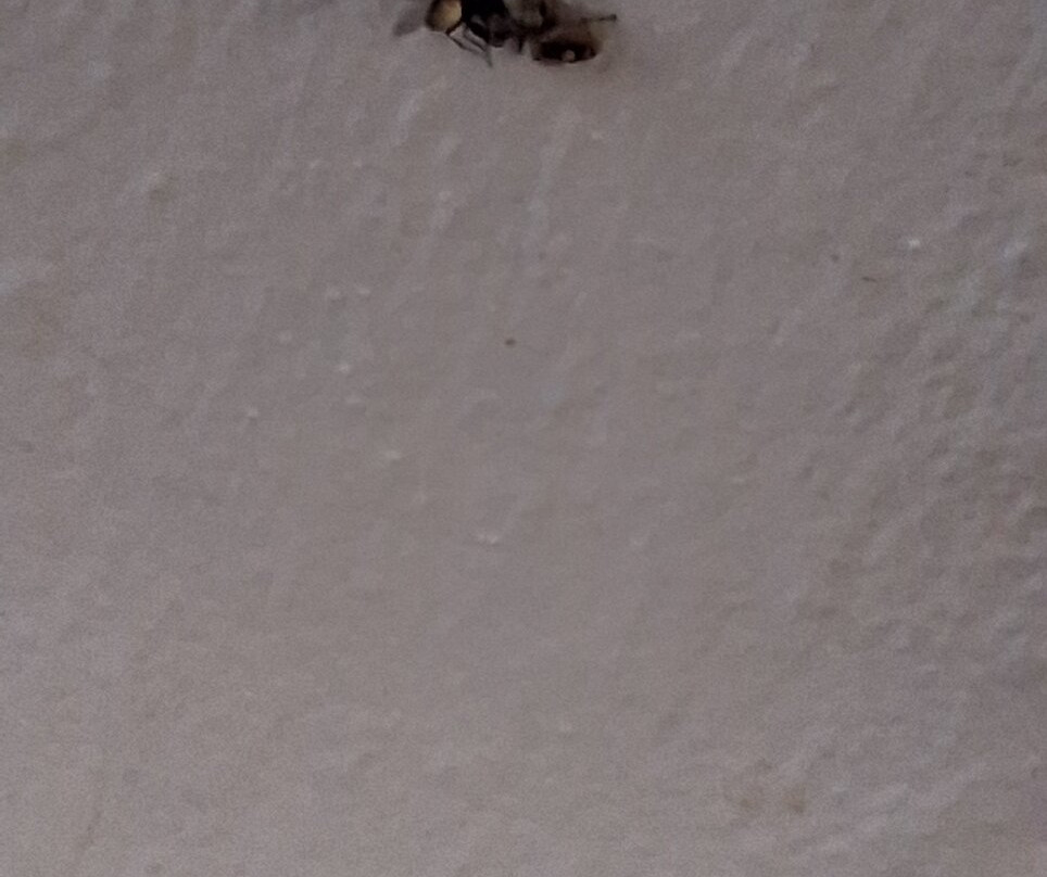 Shilo Inns Nampa主图