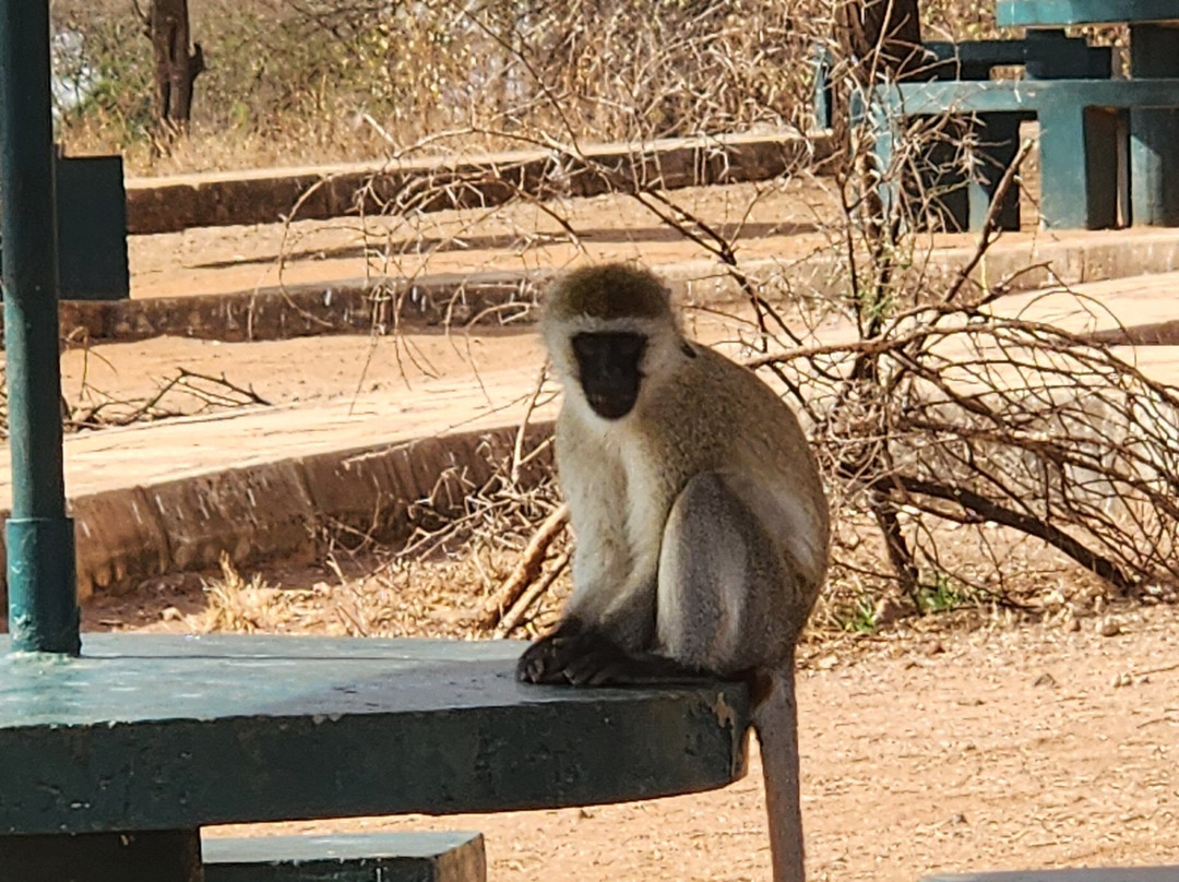 Abakombe Tours & Safaris - Day Tours-莫西必去景点