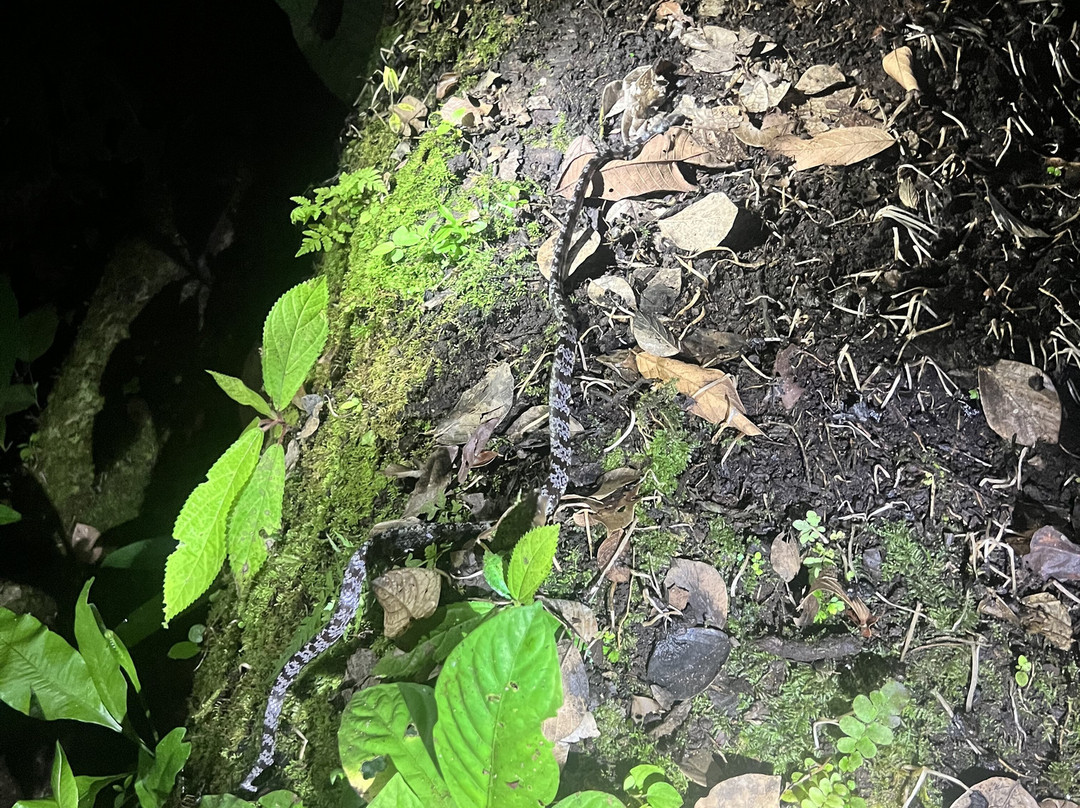 Manzanillo Night Jungle-Manzanillo必去景点