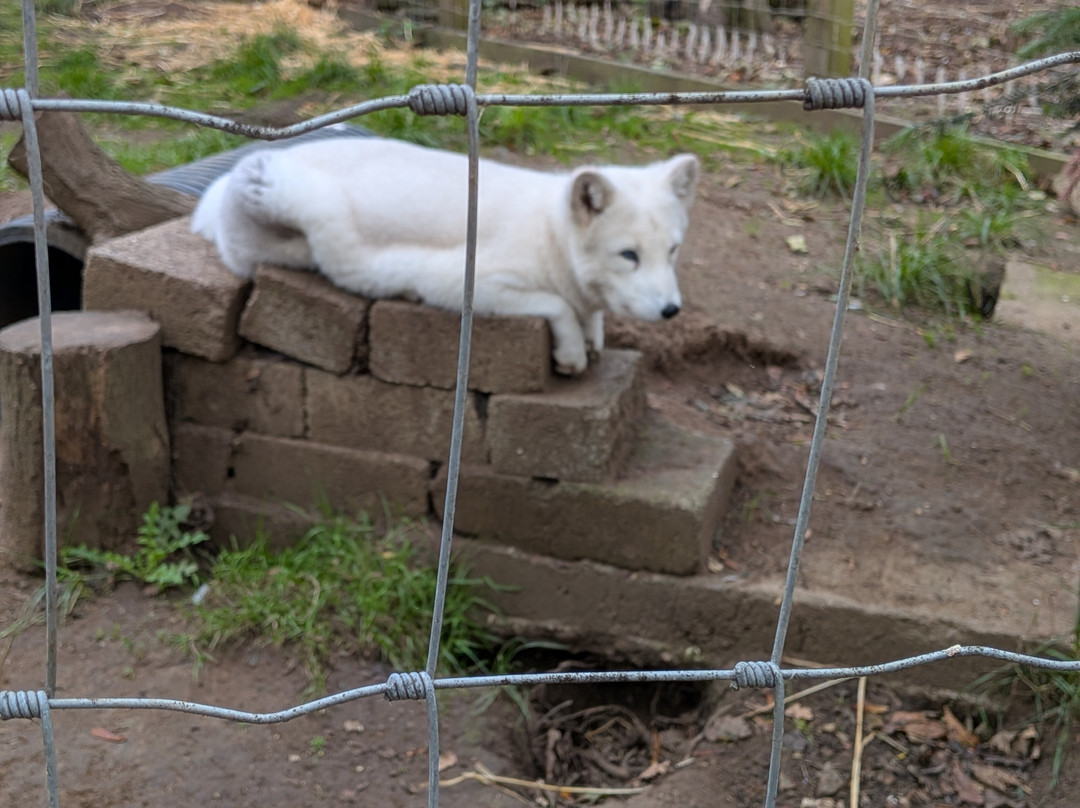 Bridlington Animal Park-布里德灵顿必去景点