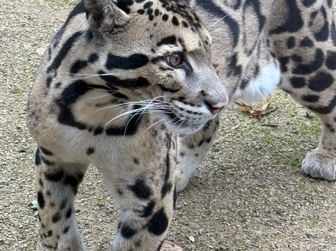 The Big Cat Sanctuary-Smarden必去景点