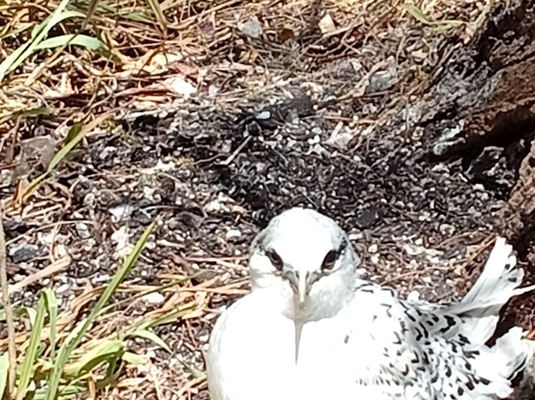 Le Ti Bato-Tartane必去景点