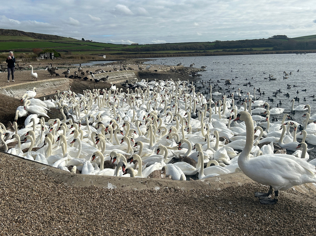 Abbotsbury Swannery-Abbotsbury必去景点