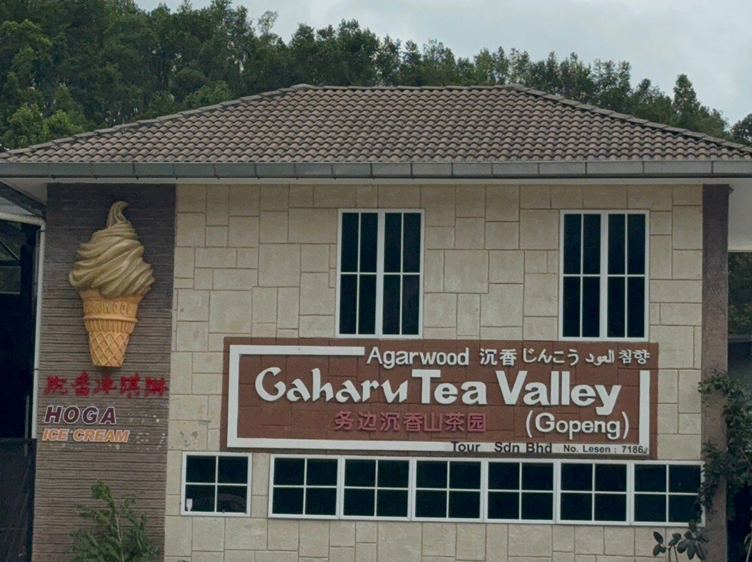 Gaharu Tea Valley-务边必去景点