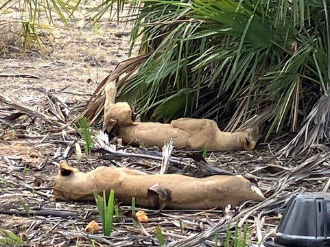 Simon & Pumba Safari's-内罗毕必去景点