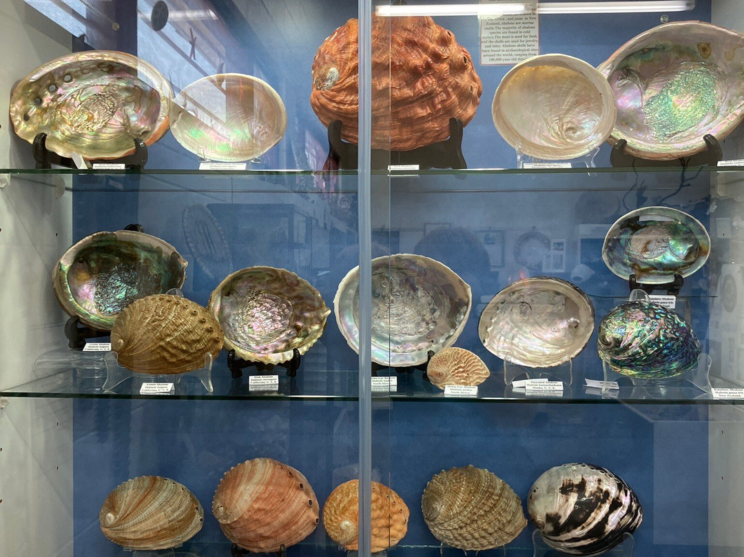 Shell World Yeppoon-Yeppoon必去景点