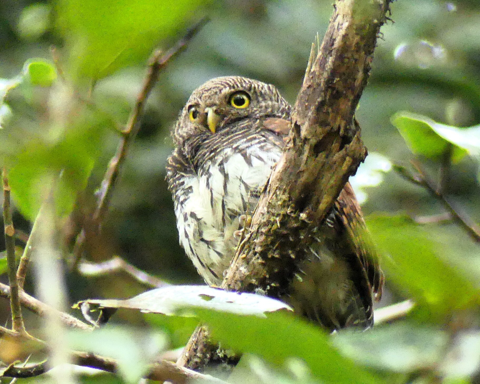 Rainforest Ecolodge-官方