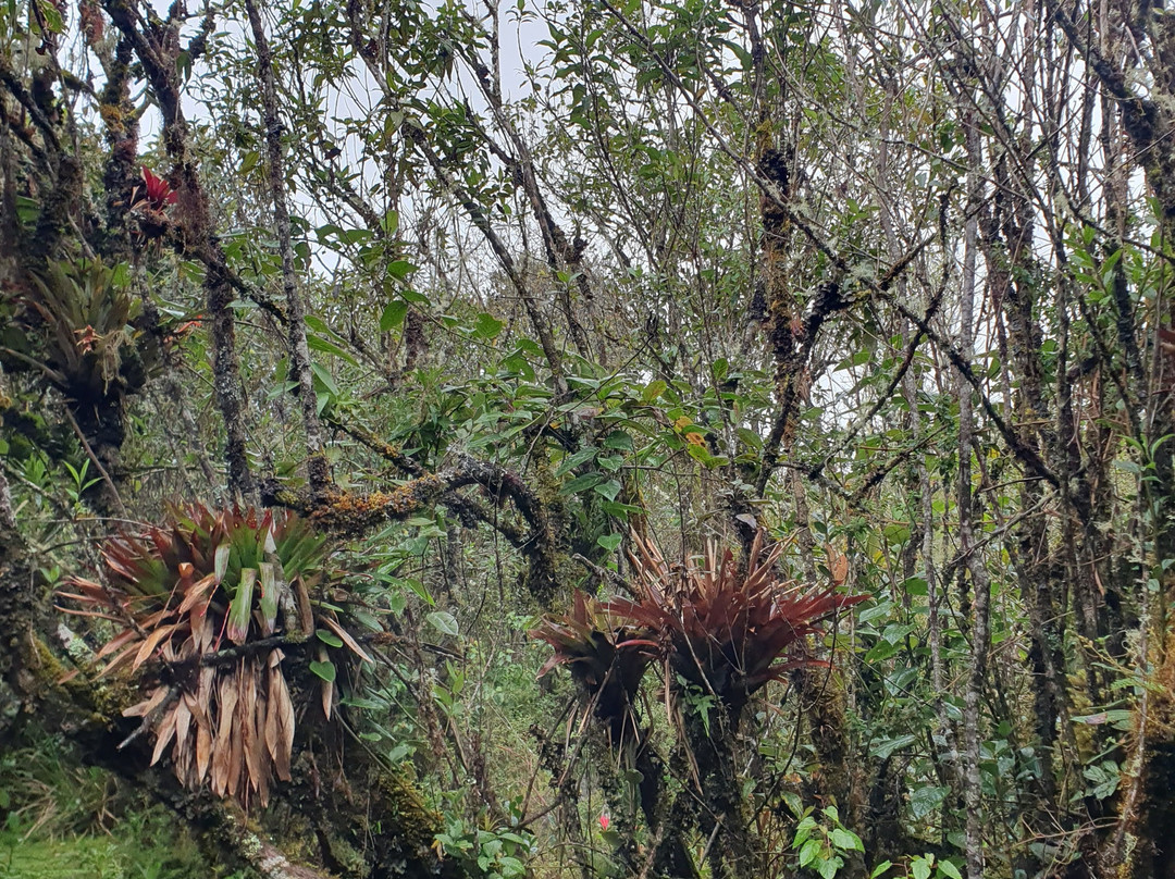 Parque Nacional Cayambe - Coca-Cayambe必去景点